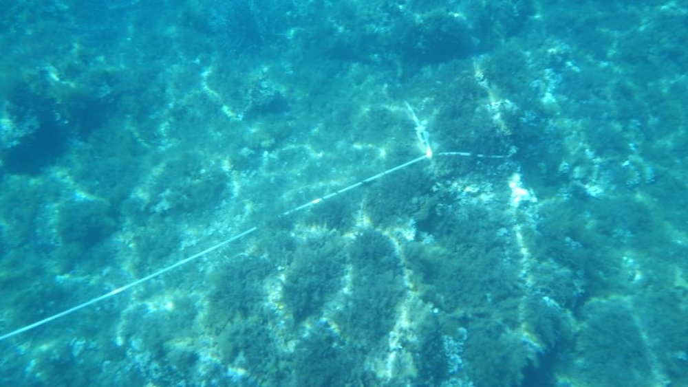 8 Cala del lino_cima legata alla roccia